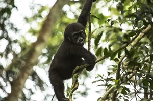 Lowland gorilla youngster, Odzala