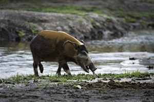 Red river hog is high on wishlist of mammal-watchers. Odzala