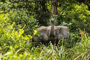 Forest elephants are regularly seen in Odzala