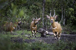 Bongo, another sought-after mammal found in Odzala
