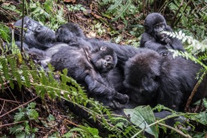 Mountain gorilla family chilling out