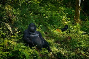 Mountain gorilla silverback, Bwindi