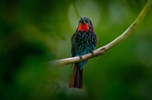 Black bee-eater can be seen in Bwindi and Kibale Forest National Parks
