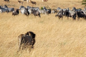 Lion watching Blue wildebeest and Plains zebra, Masai Mara