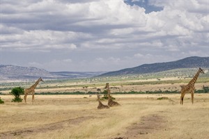 Giraffes, Masai Mara