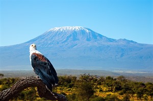 African fish eagle with Kilimanjaro in background, Amboseli