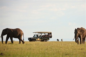 Game Viewing at Elephant Pepper Camp,Masai Mara