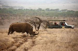Lewa offers the best chance to spot Black rhino in Kenya