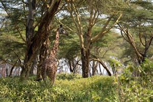 Giraffe in Fever-tree woods, Amboseli