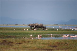 African elephants and Flamingos near Amboseli