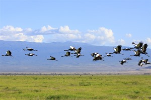 Flock of Grey crowned cranes, Amboseli