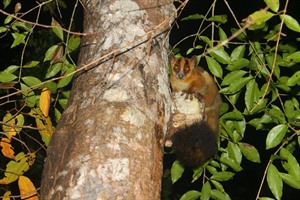 Pale fork-marked lemurs can be seen feeding on resin in Kirindy