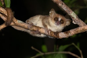 Gray mouse lemur are common at Kirindy Forest