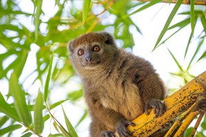 Eastern lesser bamboo lemur, Andasibe