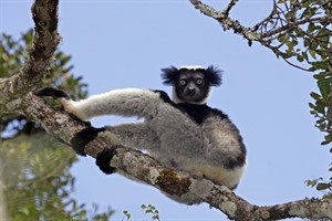 Indri, the Endangered icon of Andasibe-Mantadia NP