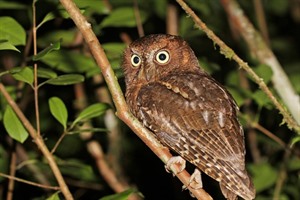 Malagasy scops owl