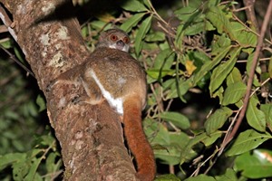 Eastern avahi (woolly lemur), Andasibe