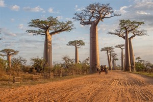 Alley of Giant Baobabs (Grandidier's baobabs) near Morondava