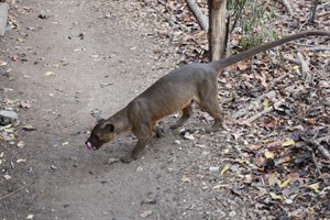 Fosa, the apex predator in Madagascar's forest, best sought in Kirindy