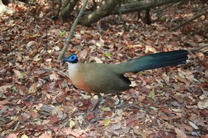 Coquerel's coua is often seen during day walks