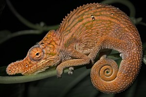 Rhinoceros chameleon is best sought in Ankarafantsika