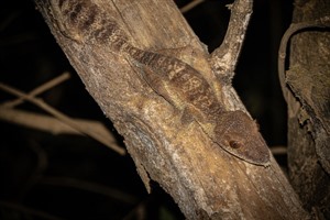 Lucky visitors see Henkel's leaf-tailed gecko at Ankarafantsika