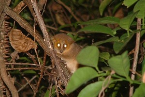 Golden-brown (Lake Ravelobe) mouse lemur