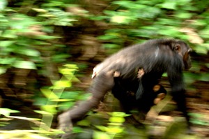 Greystoke Mahale - wild chimpanzees