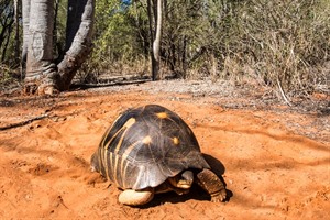 Madagascar radiated tortoise (now Critically Endangered), Berenty