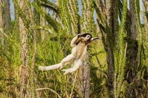 Verreaux's sifaka leaping in Didiera trees, Berenty
