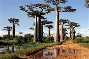 Grandidier's baobabs create 'Baobab Alley' near Morondava