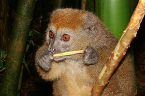 Eastern lesser bamboo lemur, Andasibe (Daniel Austin)