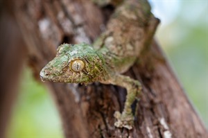 Mossy leaf-tailed gecko (Uroplatus sikorae) can be seen in Andasibe
