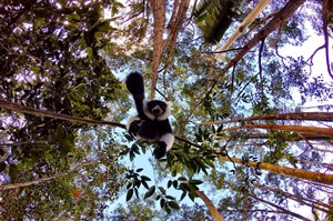 Black-and-white ruffed lemur is found in Mantadia NP