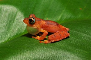 Boophis phyrrus, one of many tree frogs in Andasibe (Daniel Austin)