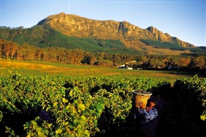 Wine Harvest at Steenberg