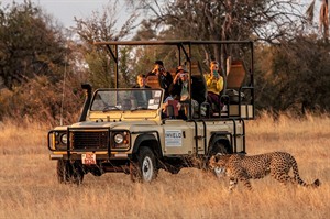 An evening game drive coming across a cheetah