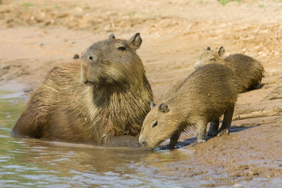 Argentina Wildlife | Specialists in Argentina Holidays