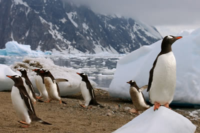 Classic Antarctica by Air-Cruise
