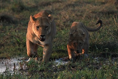 Best of Botswana wildlife and Victoria Falls