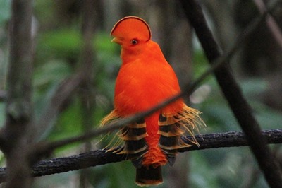 Birdwatching in Guyana