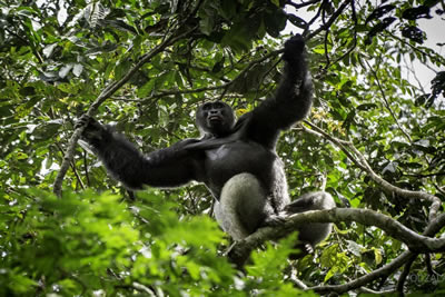 Congo Explorer &amp; Gorillas