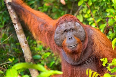 Diverse Borneo - Wildlife, Landscapes & Coast