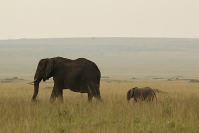 Kenya Elephant Safari