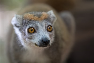 Madagascar Nature & Nurture in the North