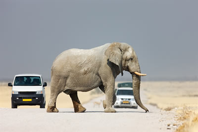 Open Road Self-Drive Namibia safari