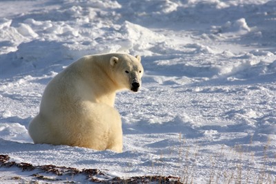 Polar Bears of Manitoba