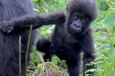 Rwanda Gorilla Express