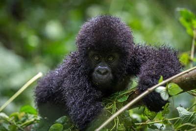 Rwanda - Primates, Nature & Landscapes