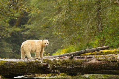Spirit Bears of British Columbia